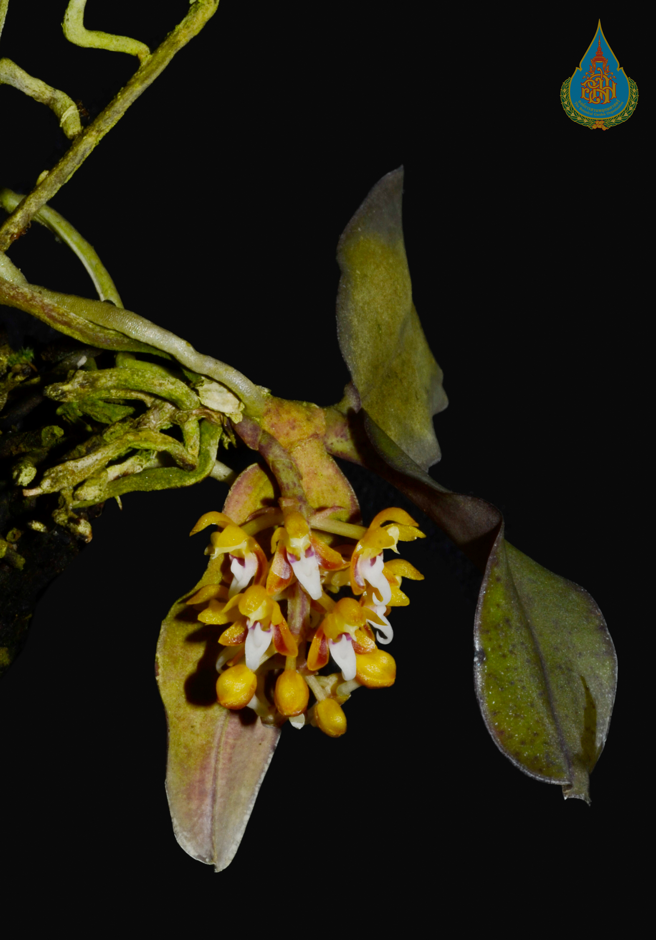 เอื้องหัวฆ้อนดอกเหลือง Robiquetia aberrans (Schltr.) Kocyan & Schuit.<br/>ORCHIDACEAE